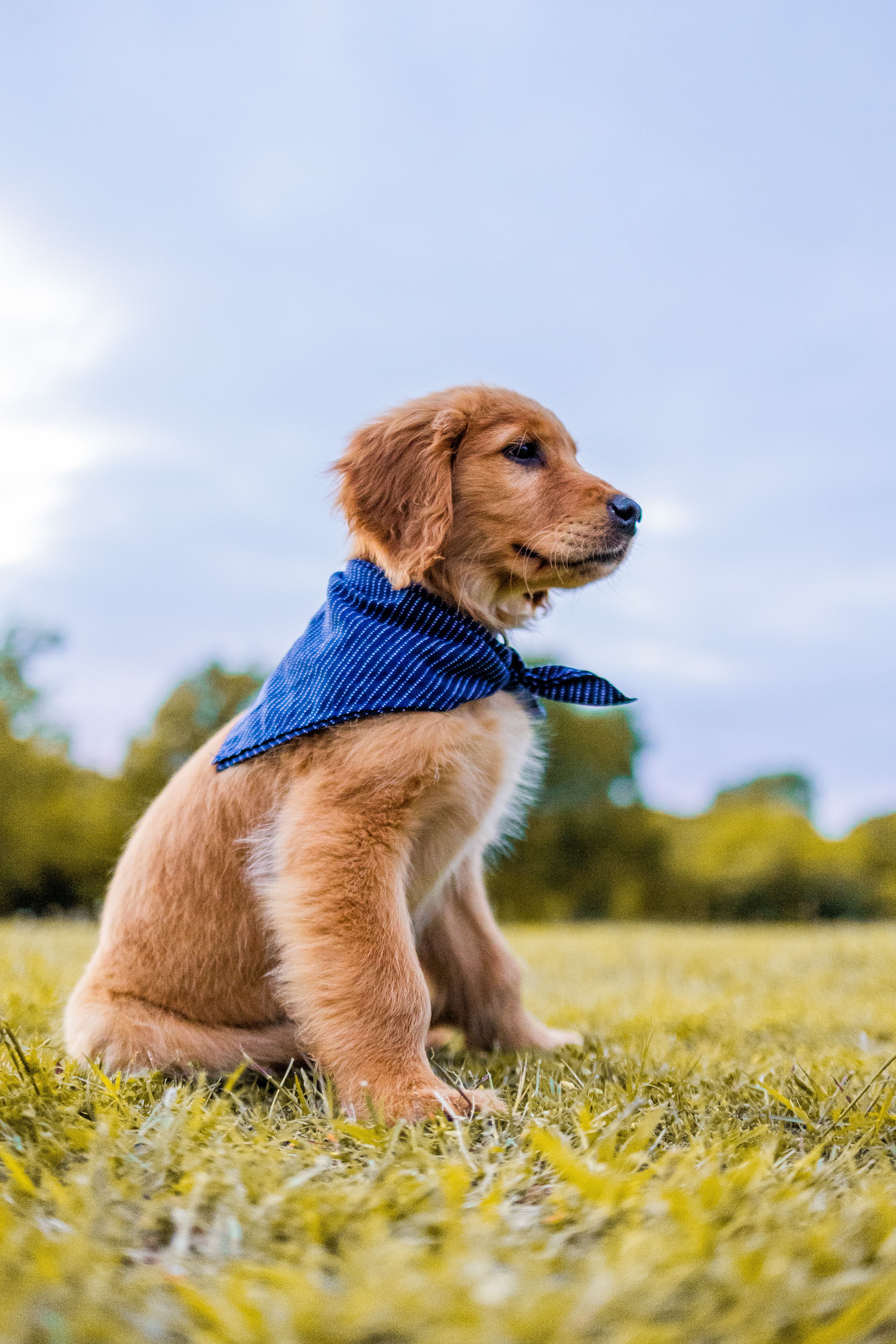 VilasPashu lit pour animaux — lit artisanal douillet pour chiens et chats en matières naturelles